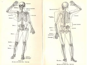 Skeletal structure of the human body