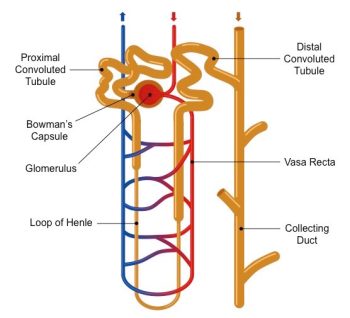 The Nephron – Animal Physiology