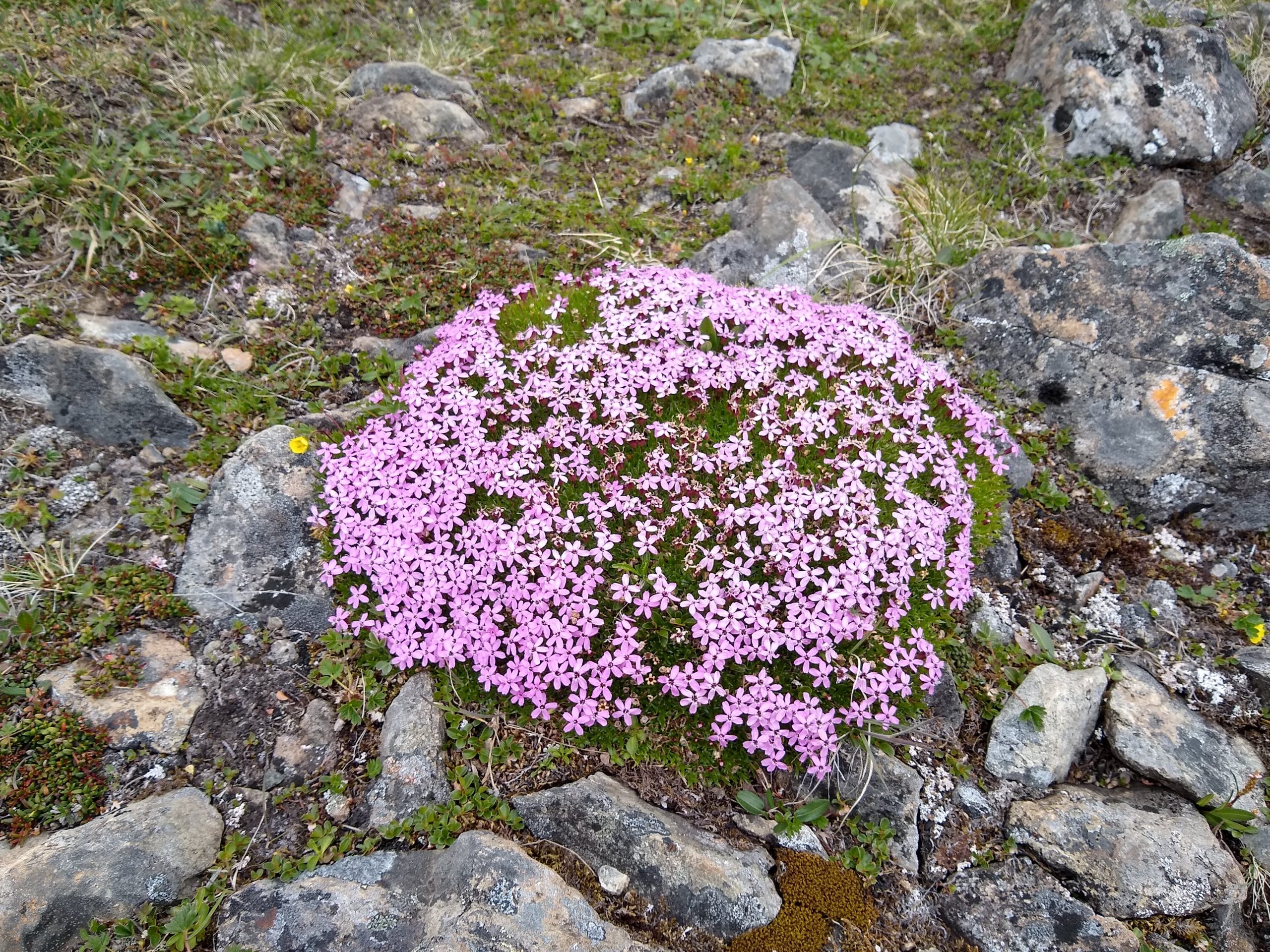 A stand of small pink flowers crowded over a single stone in a mountain meadow strewn with rocks